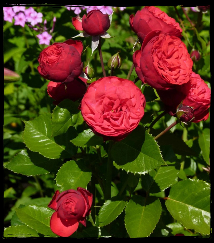 Piano róże wielkokwiatowe